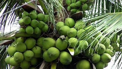 Fresh coconuts approved for export to China